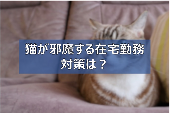 テレワーク 猫が邪魔で仕事ができない 在宅勤務に苦戦する飼い主まとめ ふまブログ