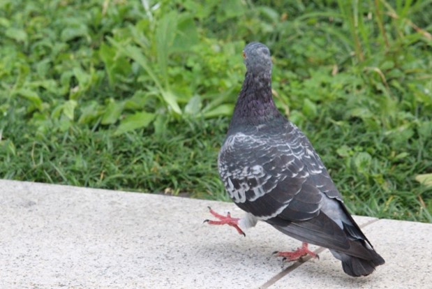 鳩対策グッズ】ベランダや庭に使えるおすすめアイテム7選｜鳩・カラスよけ | ふまブログ